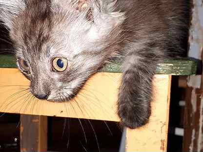 эгейская кошка йошкар ола