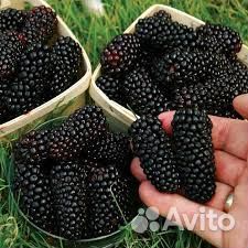 Ежевика без шипов Натчез, Блэк Джем и др