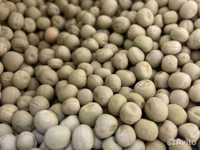 Горох мадрас семена