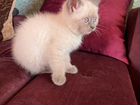 Тайская кошка blue point объявление продам