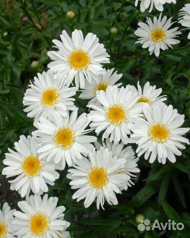 Ромашка садовая многолетняя (нивяник)