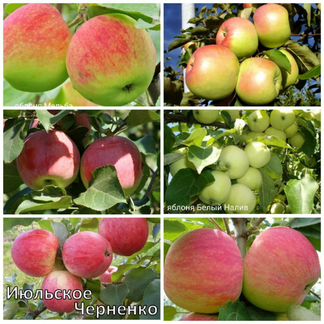 Деревья и кустарники плодовые и декоративные