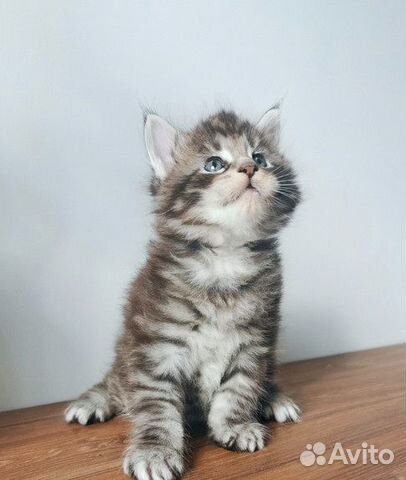 Мейн-кун котята