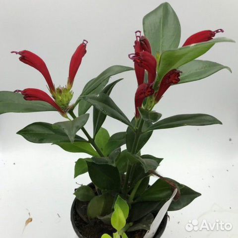 Эсхинантус кустовой 