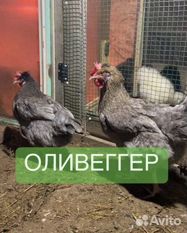 Инкубационное яйцо оливеггер