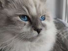 Невский маскарадный кот объявление продам