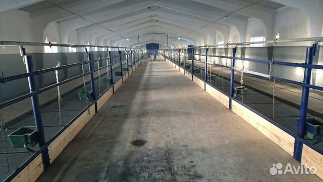 Стойловое содержание крс 100 голов под ключ