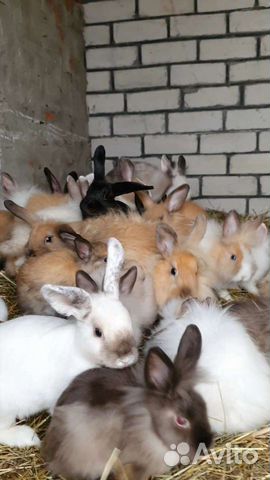 Декоративные карликовые кролики