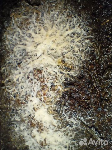 Меченосец вильчатый