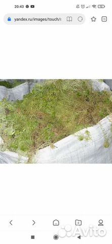 Мох сфагнум и боровой