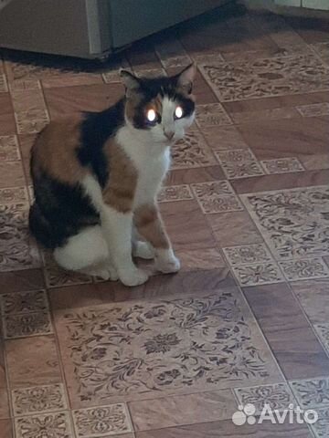 Кошка в дар