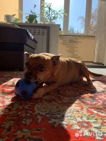 Вязка тойтерьер-мальчик