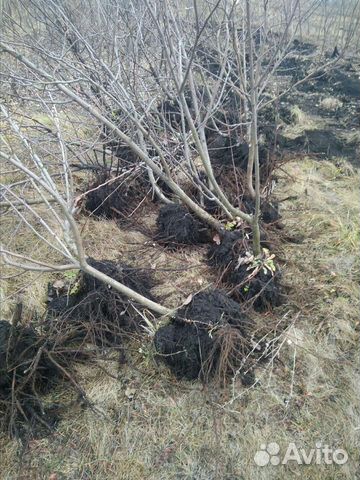 Деревья яблони