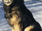 Тибетский мастиф щенки