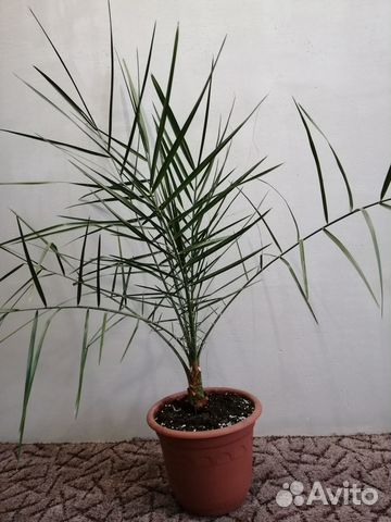 Пальма финиковая (Цветок комнатный)