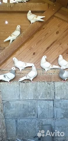 Продажа голубей пермские
