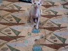 Канадский сфинкс,котенок объявление продам