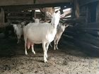 Зааненские беременные козы