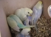 Попугаи волнистые птенцы редких окрасов радужные