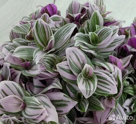 Традесканция Rainbow,Зебрина,Каллизия,Гибазис