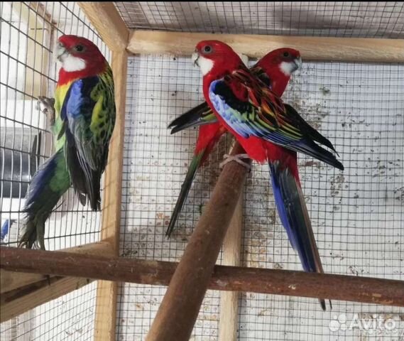Попугаи розелла и другие