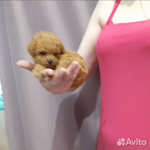 Мальтипу f1ф1 щенки в москве Микро мини истинные