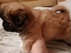 Маленькая собака японский хин объявление продам