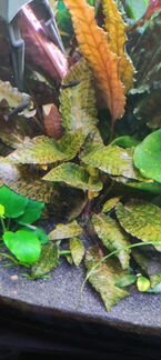 Аквариумные растения