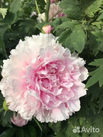 Пион Сара Бернар