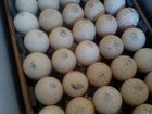 Индюшата из импортного яйца в Казани
