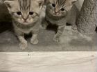 Шотландские котята:2- мальчика, 2-девочки объявление продам