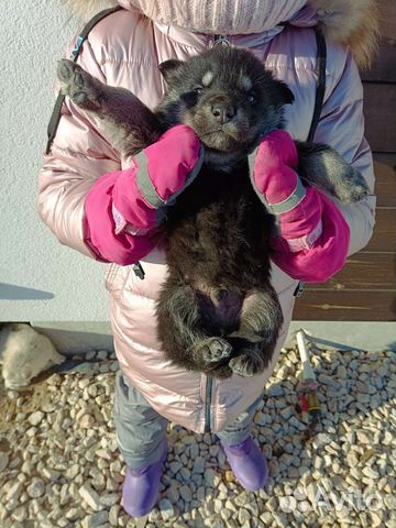 Щенки волкособа фото