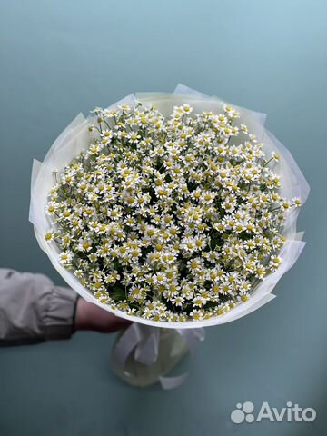 Ромашки полевые цветы