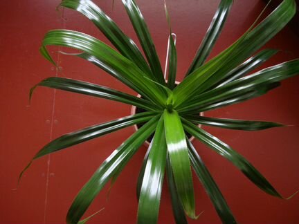 Панданус (Винтовая пальма)