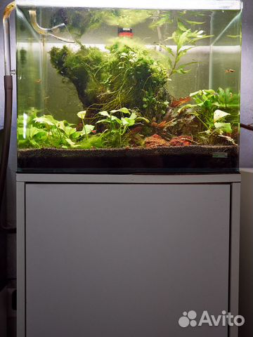 Пресноводный аквариум-травник на 55 литров