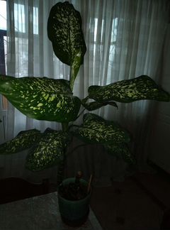 Диффенбахия