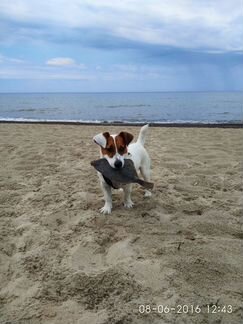 Джек Рассел терьер. Вязка