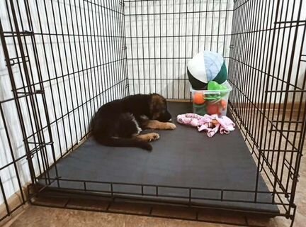Клетка для собак в квартиру