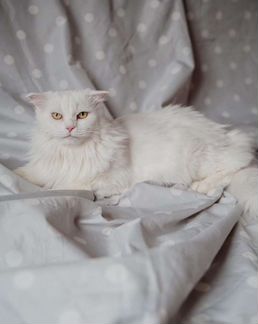 Шикарная кошка в дар