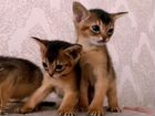 Аббисинские котята объявление продам