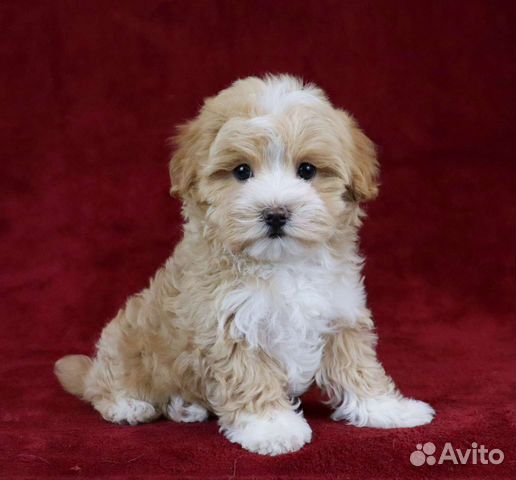 Мальтипу Ф1 мини мальчики и девочки