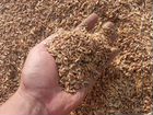 Зерно отходы пшеницы