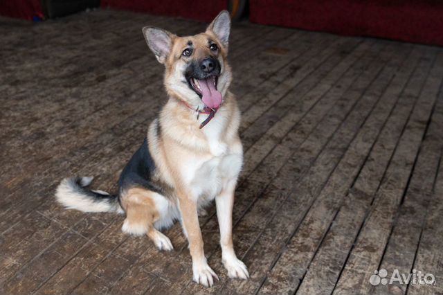 Отдаю собаку Лилу в дар