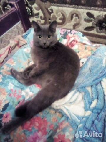 Кастрация котов, кошек, гигиеническая стрижка