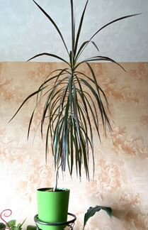 Драцена Маргината