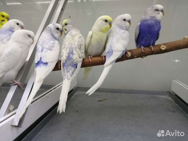 Птенцы волнистый попугай, Корелла, Розелла