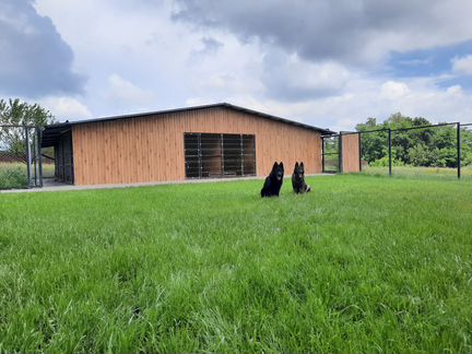 Передержка собак,кошек. Зоогостиница