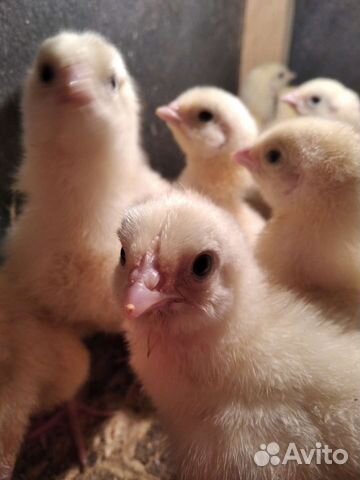 Бройлеры. Индюшата. Цесарята