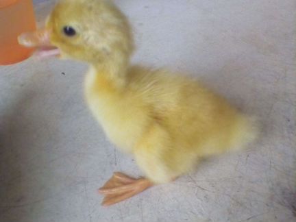 Инкубация яиц