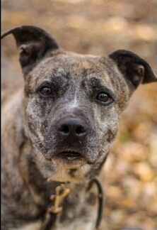 Собака в добрые руки, красивая собака в дар